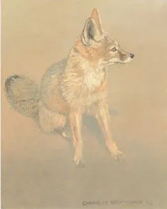 V-31  Desert Fox (sitting)
